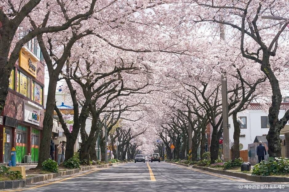 제주 전농로 왕벚꽃길