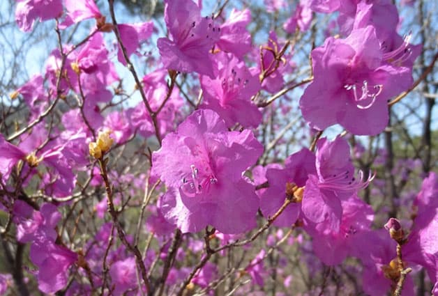 서울 북한산 진달래 능선