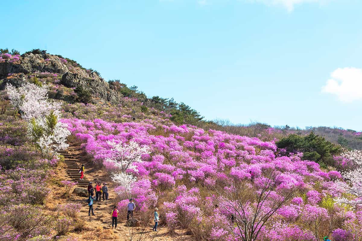 여수 영취산 진달래 군락지