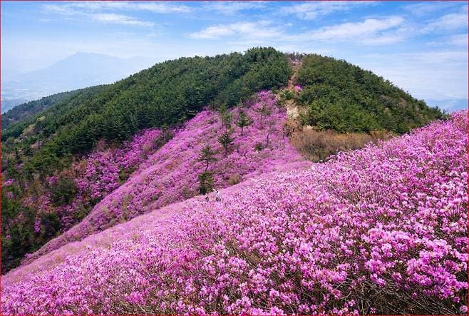 창원 천주산 진달래 군락지