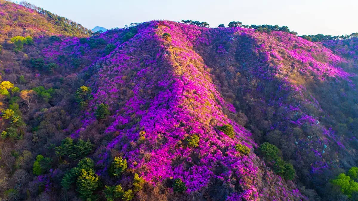 강화 고려산 진달래 군락지