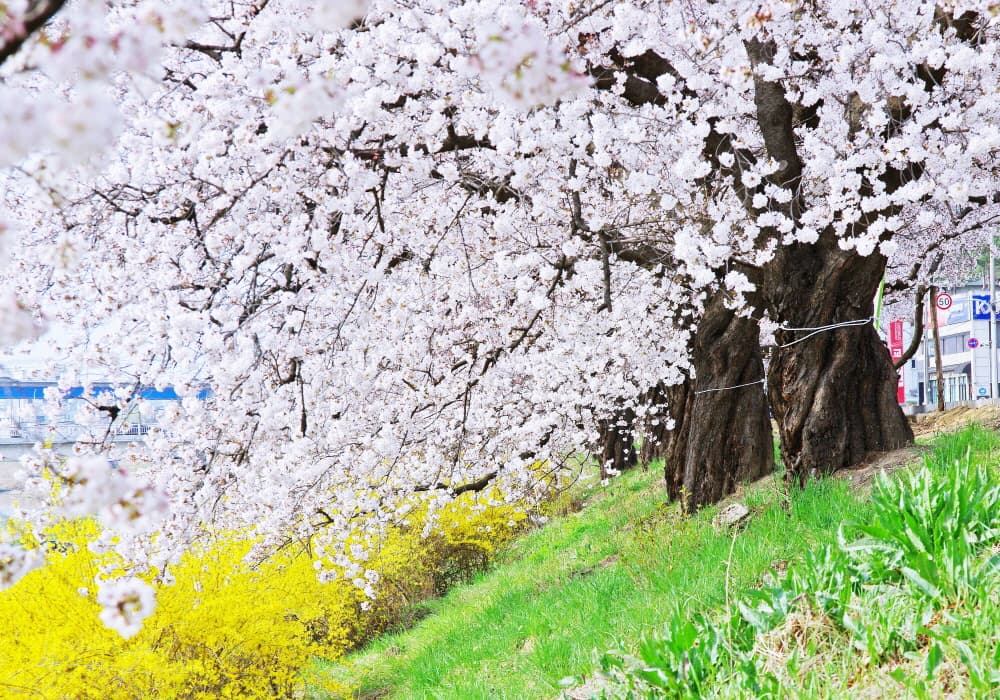 청주 무심천 벚꽃거리