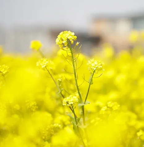 엉덩물계곡 유채꽃