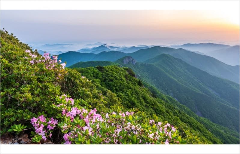 가지산 철쭉 군락지