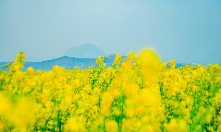 가파도 유채꽃
