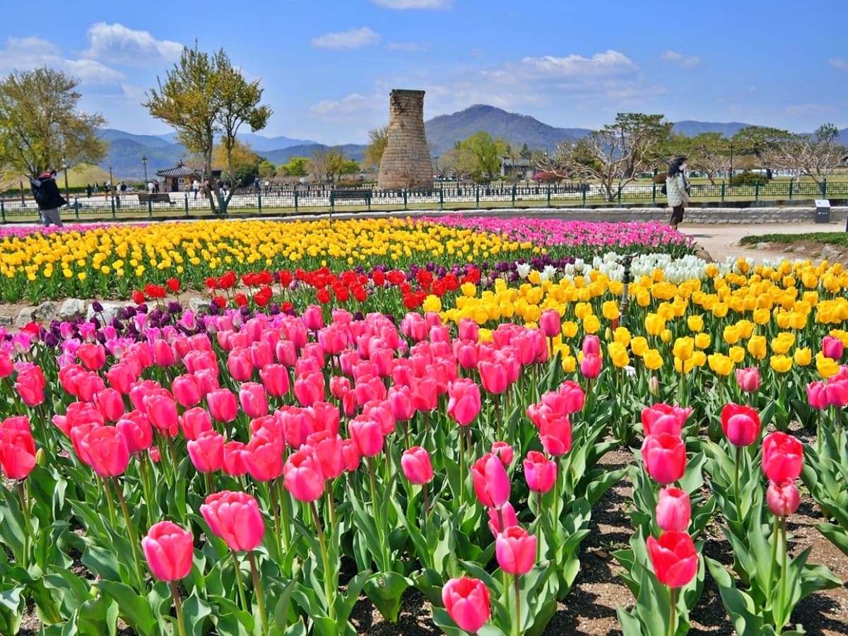 경주 보문관광단지 튤립 꽃밭