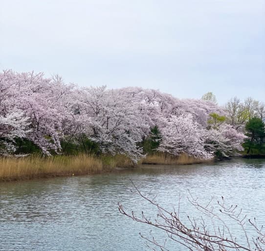 강릉 경포호 벚꽃길
