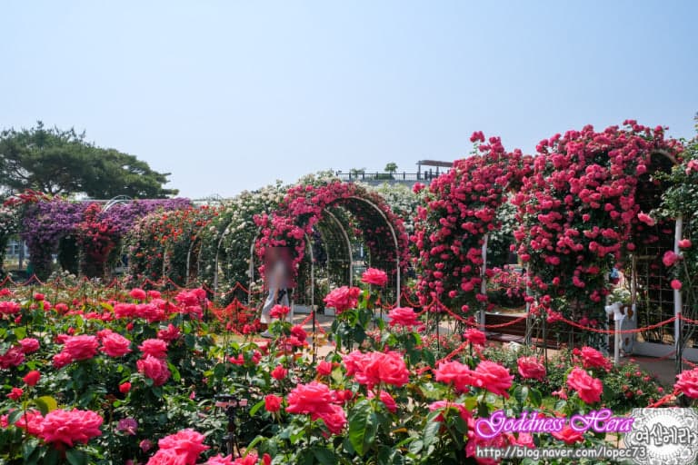 곡성세계장미축제 (섬진강기차마을)