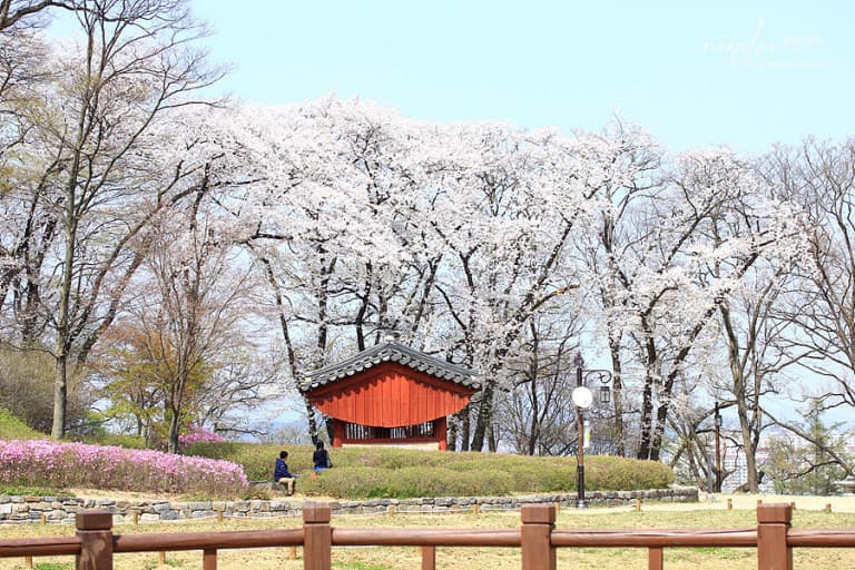 공주 공산성 벚꽃길
