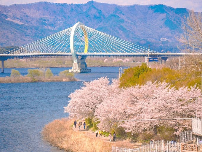 춘천 의암공원·공지천 벚꽃길