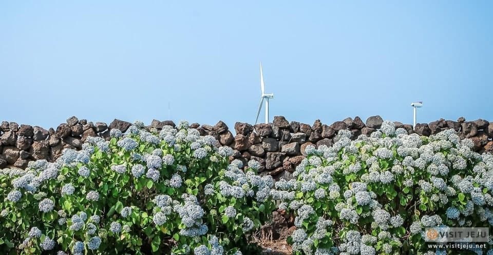 제주 김녕리 수국길