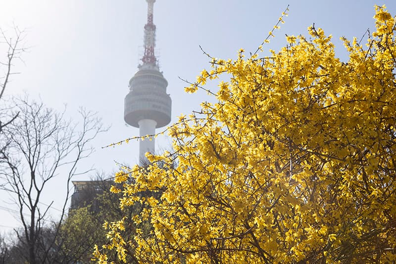 남산공원 개나리길