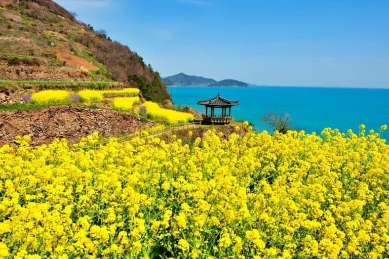 남해 다랭이마을 유채꽃