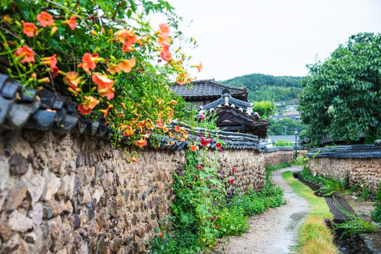 담양 삼지내마을(슬로시티) 능소화