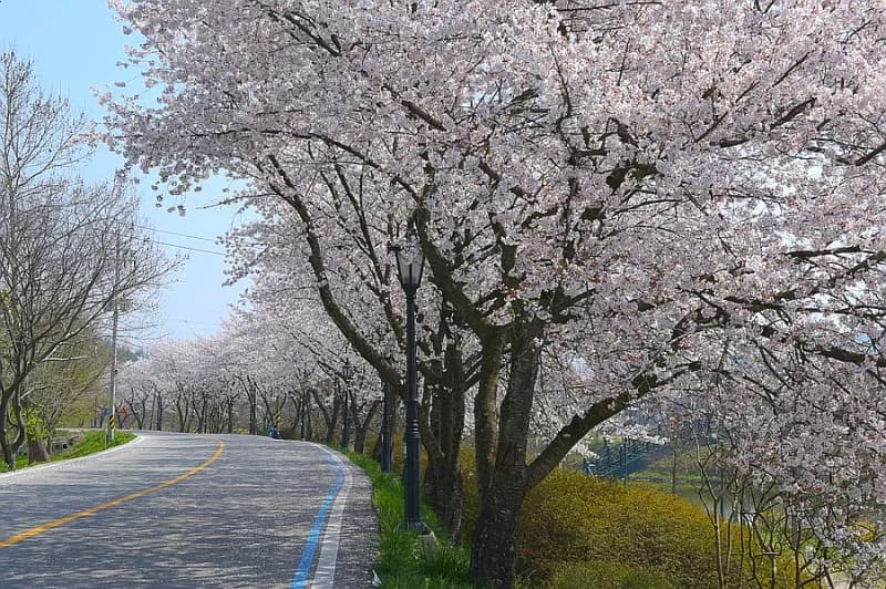 담양 관방제림 벚꽃길