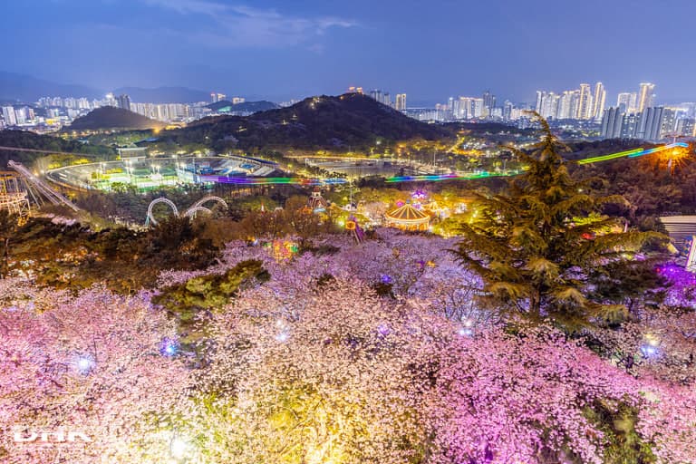 대구 이월드 벚꽃축제