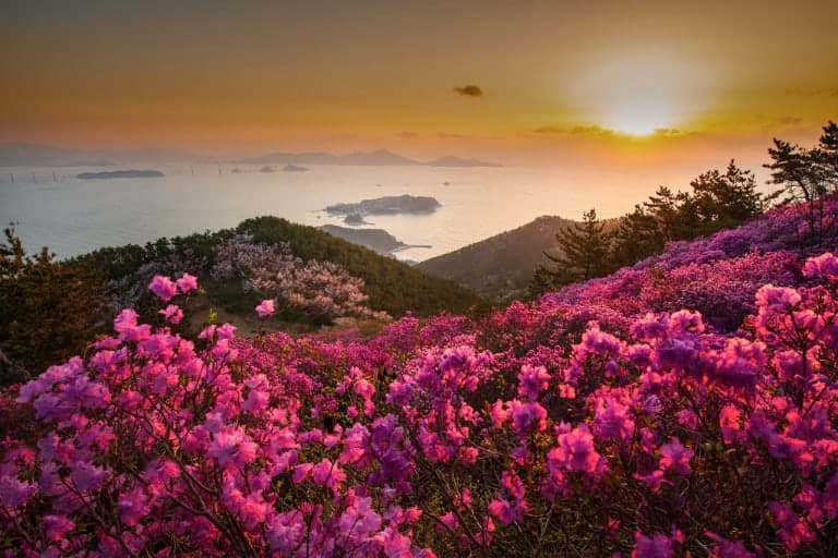 거제 대금산 진달래 군락지