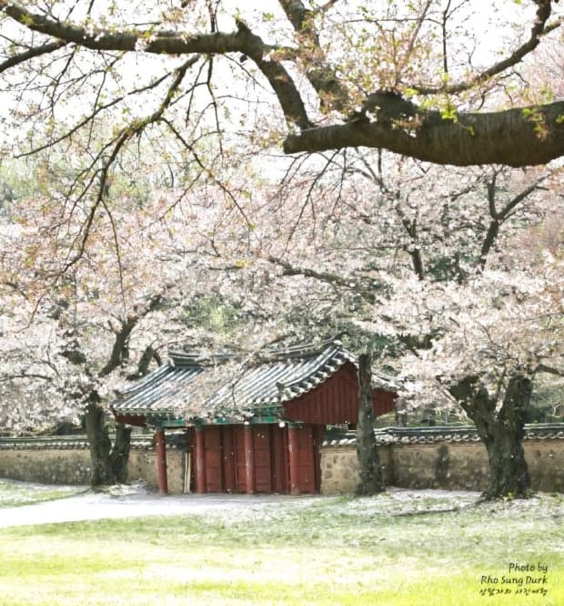 경주 대릉원 돌담길