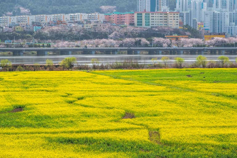 대저생태공원 유채꽃단지