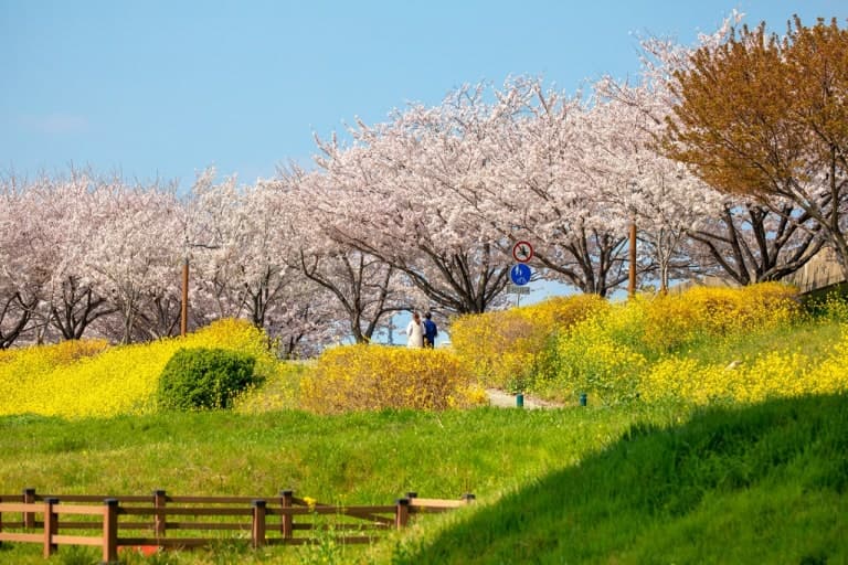 부산 대저생태공원 벚꽃길