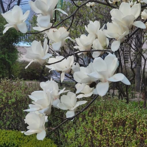 덕수궁 및 돌담길