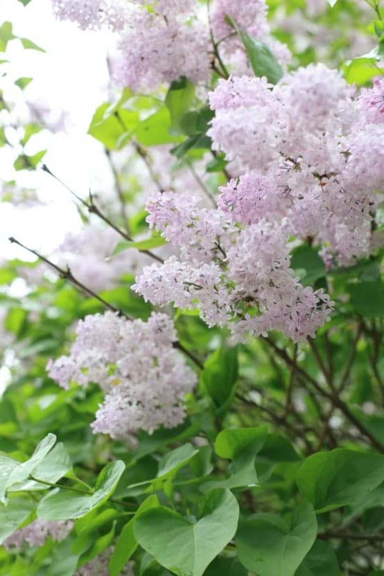 제주 한림공원
