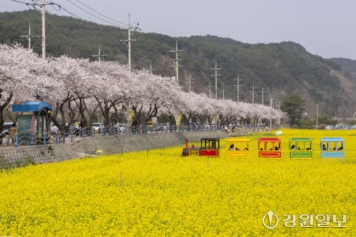 삼척 맹방 유채꽃마을