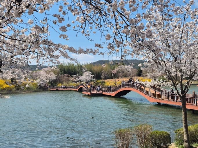 경주 보문호수 벚꽃길