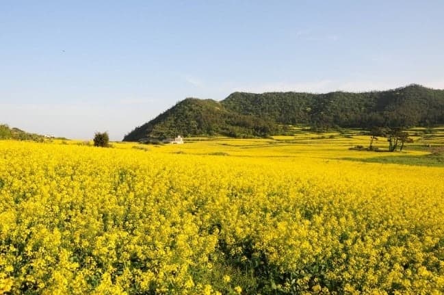 진도 관매도 보배섬 유채꽃