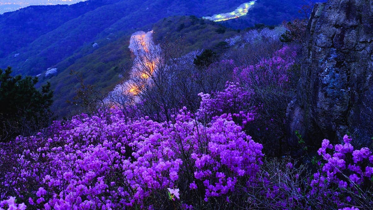 부산 황령산 진달래 군락지