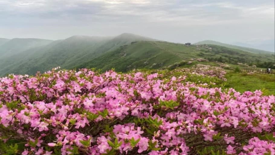 소백산 비로봉 철쭉