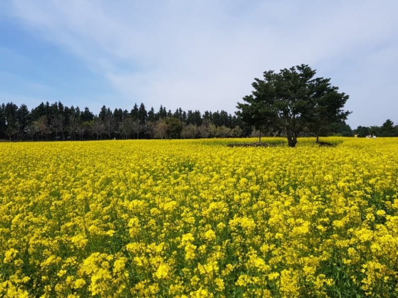 제주 비자림 유채꽃밭