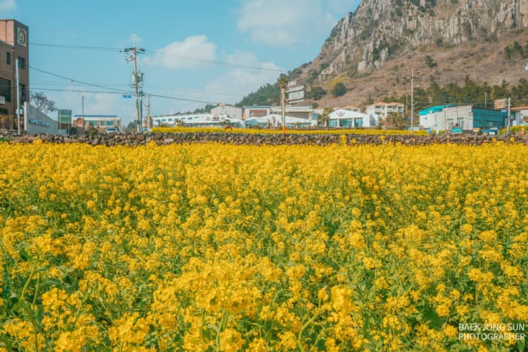산방산 유채꽃밭