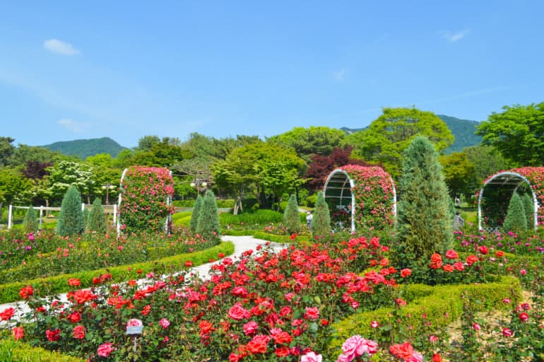 서울대공원 장미원