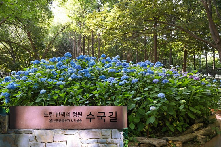 서울숲 수국길