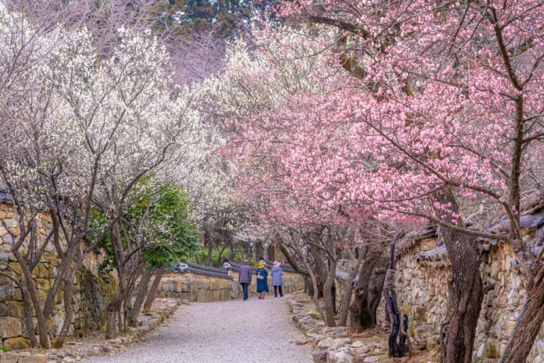 순천 선암사 매화