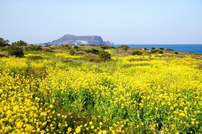 섭지코지 유채꽃밭