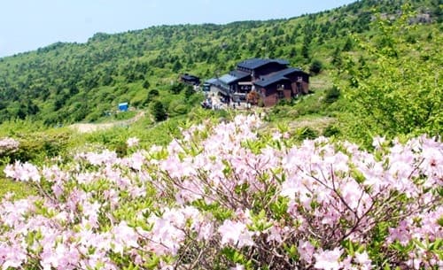 지리산 세석평전 철쭉