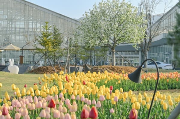 국립세종수목원 봄 튤립 정원