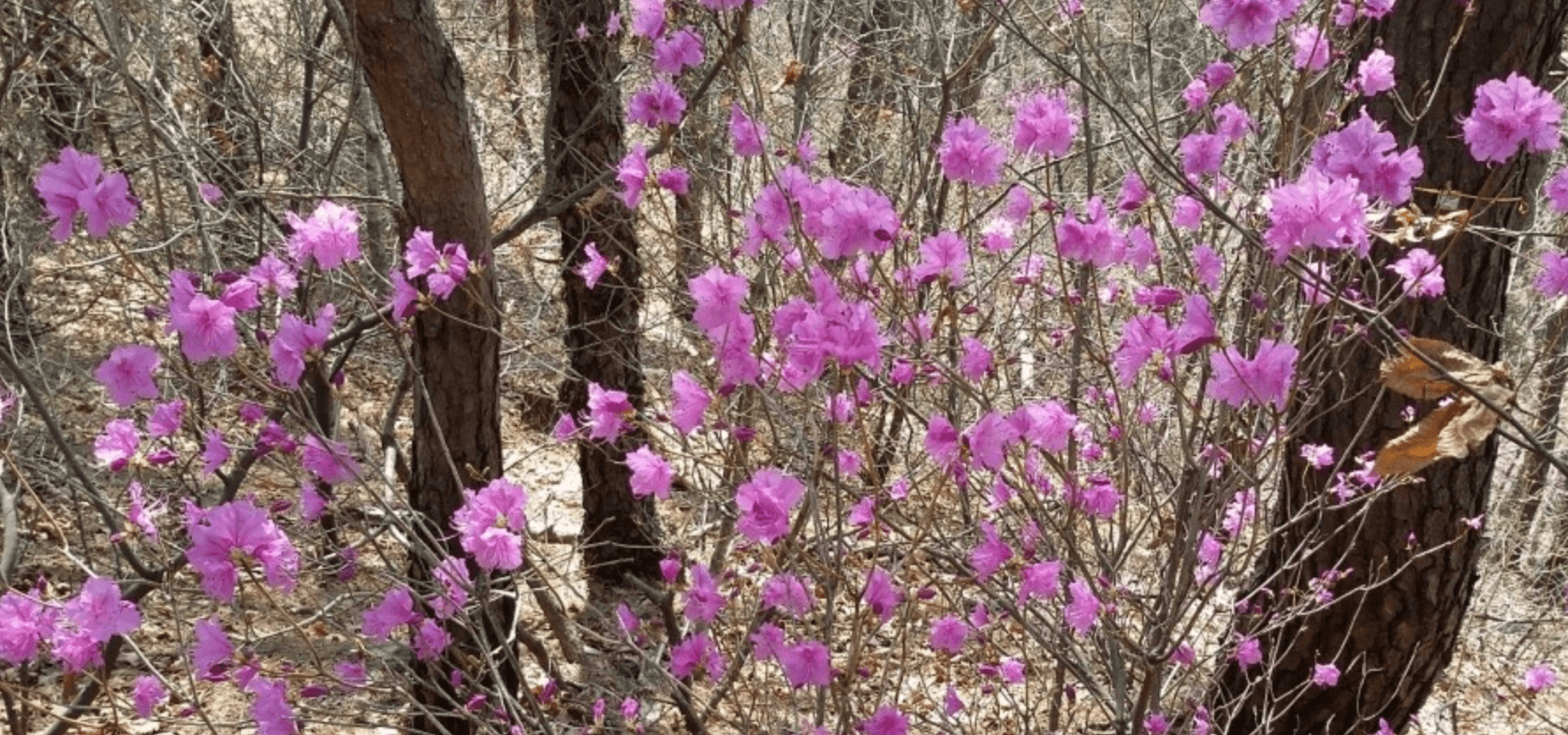 수원 광교산 진달래 능선