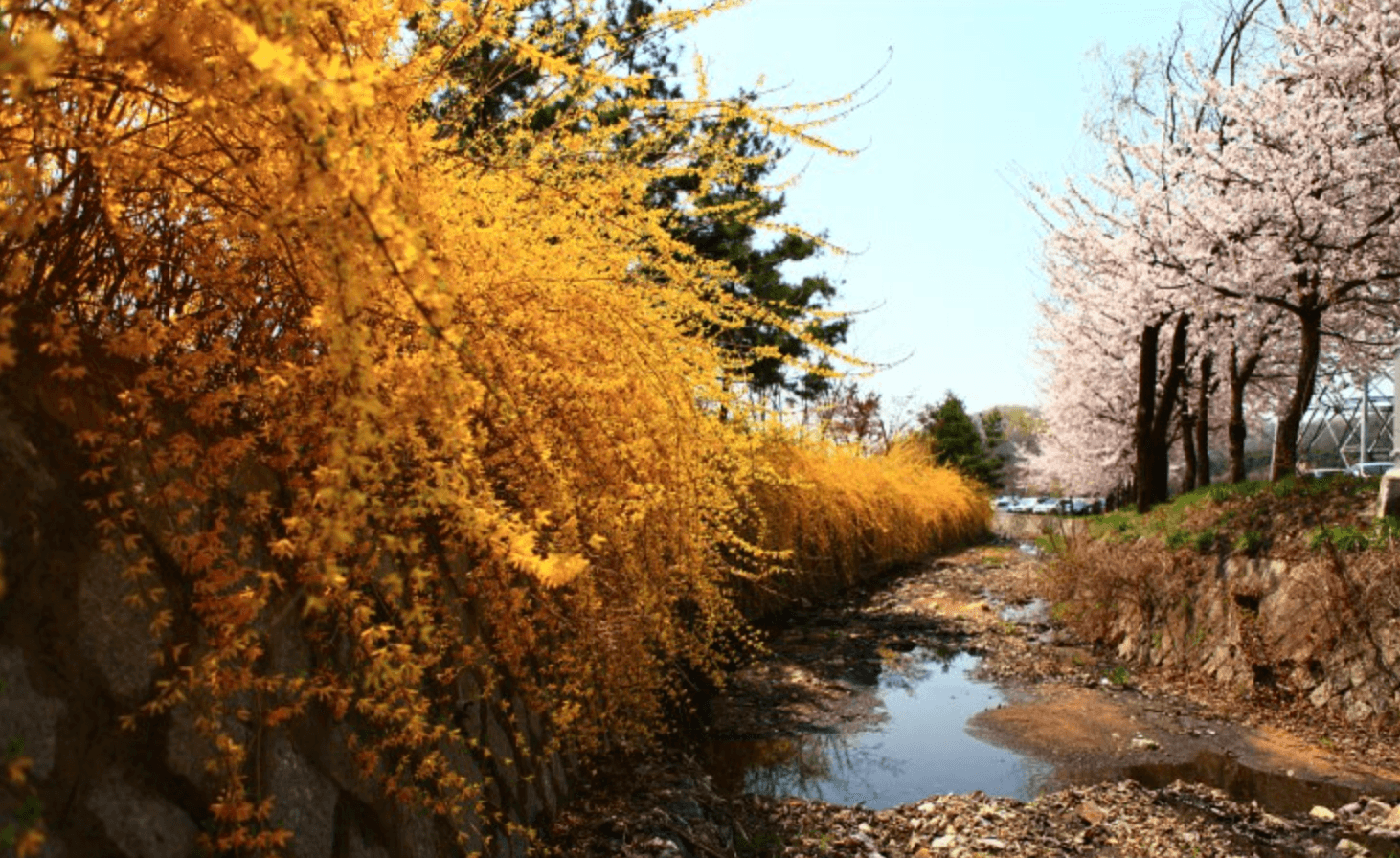 인천대공원 개나리길
