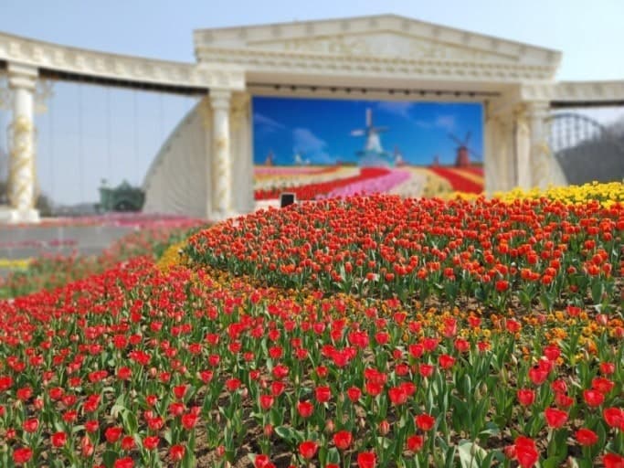 에버랜드 스프링 인 에버랜드 튤립 축제