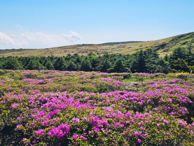 한라산 영실 철쭉