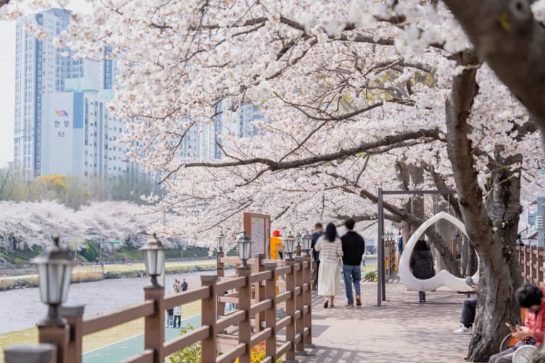 부산 온천천 벚꽃길