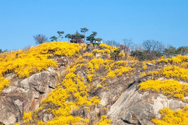 응봉산 개나리공원