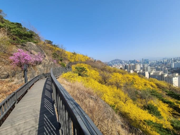 인왕산 개나리 군락지