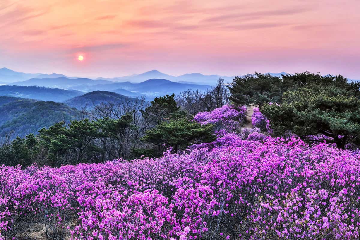 인천 가현산 진달래 군락지