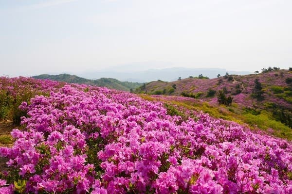 일림산 철쭉 (보성)