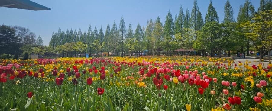 일산 호수공원 튤립 꽃길