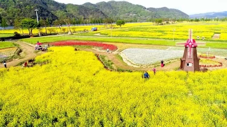 창녕 낙동강 유채단지